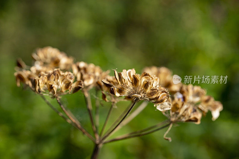 自然保护区的干牛欧芹