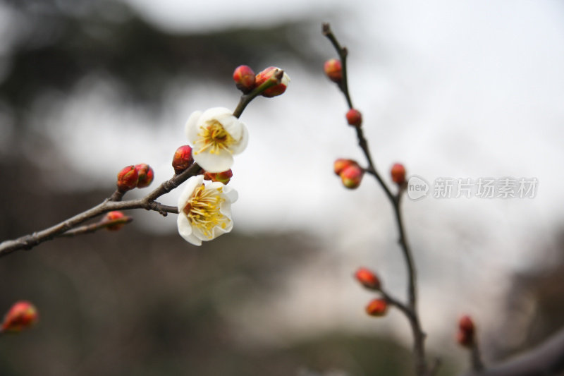 冬天的梅花在上海