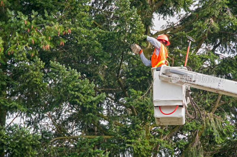 工人正在用电锯砍树枝