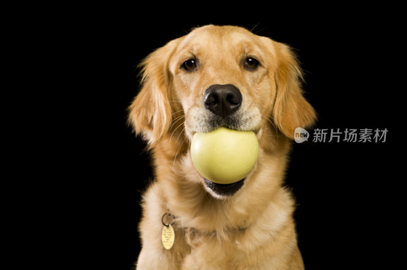 狗-带球的金毛猎犬