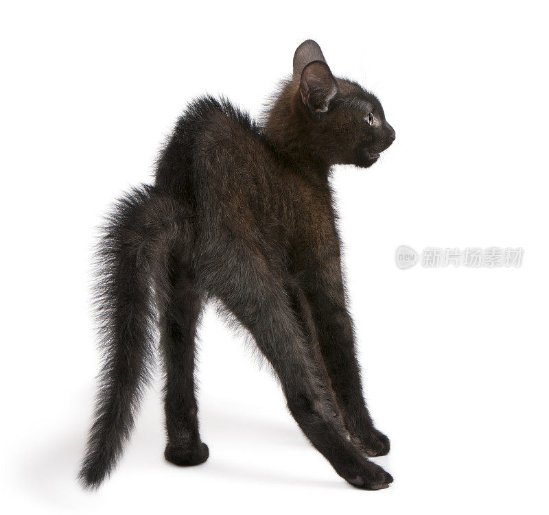 受惊的黑猫站着的后视图。