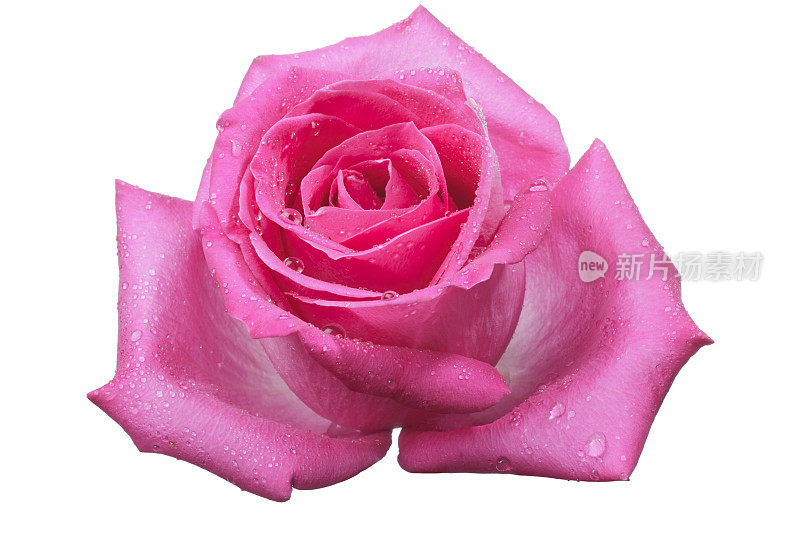 单瓣粉红色杂交茶玫瑰花