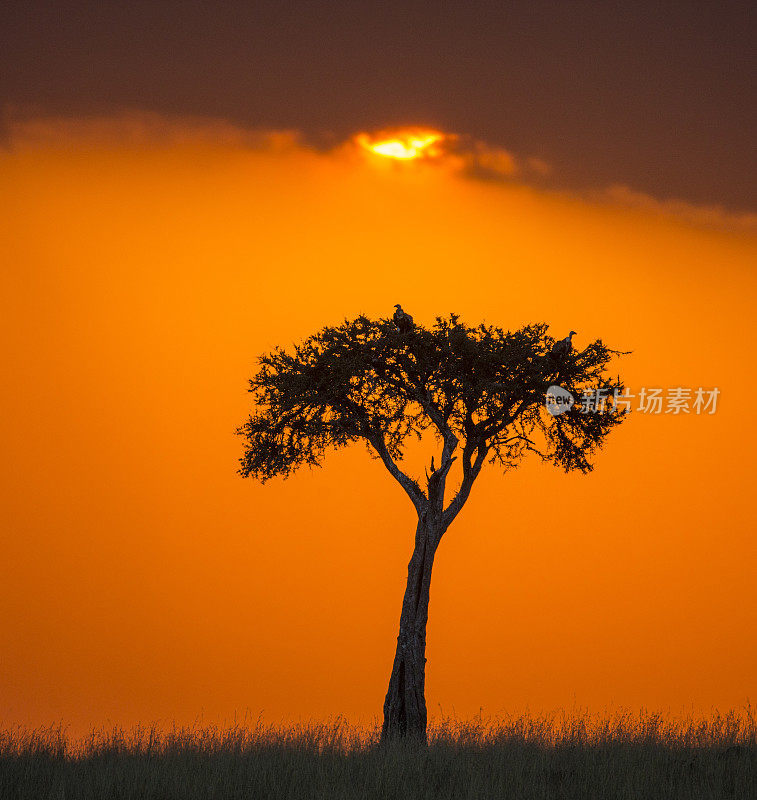 马赛马拉国家公园的日落。非洲。肯尼亚。