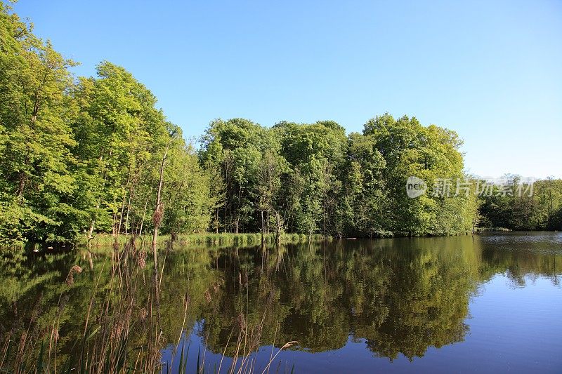 森林湖与自然的镜子美丽丹麦