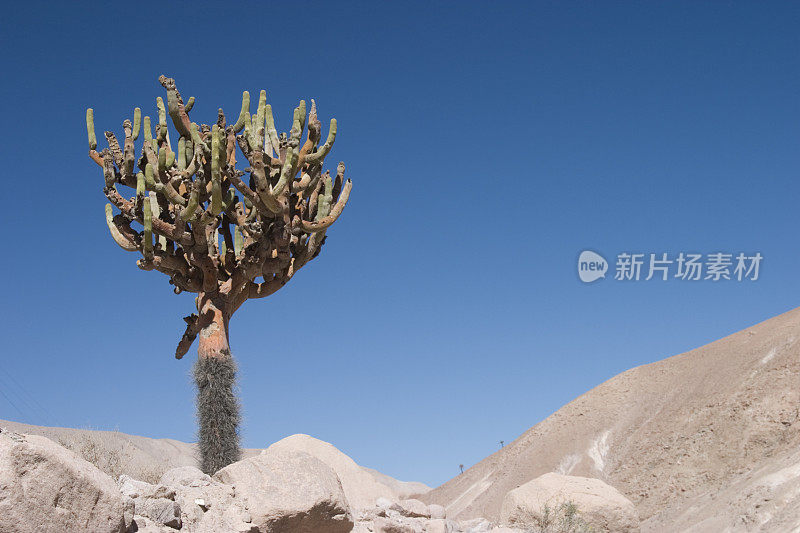 烛台仙人掌