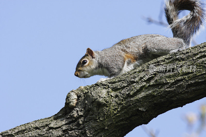 蓝色天空下的树枝上警惕的灰色松鼠