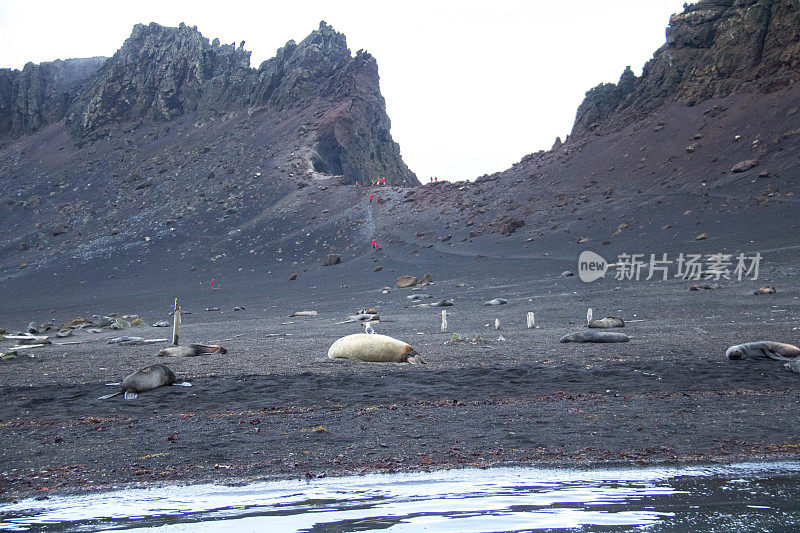 南极洲:欺骗岛上的象海豹