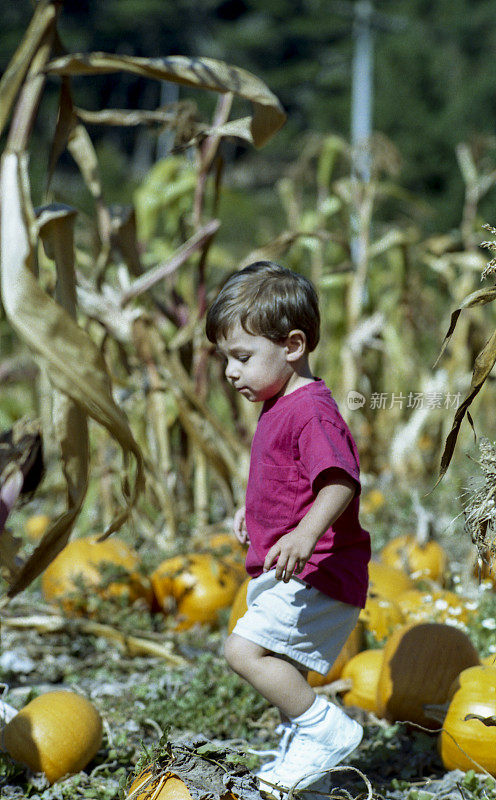 小男孩在农场里摘南瓜