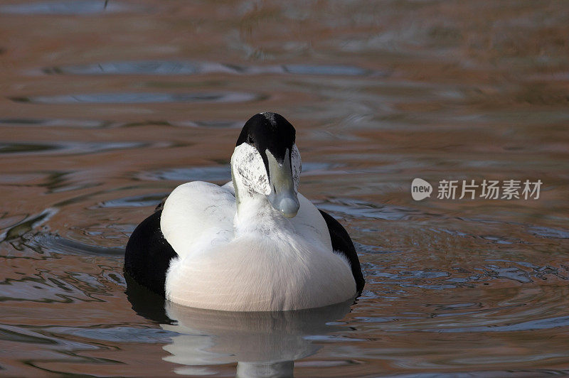 绒鸭鸭