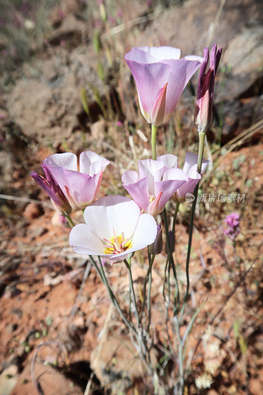 Mariposa百合花Calochortus弯曲花