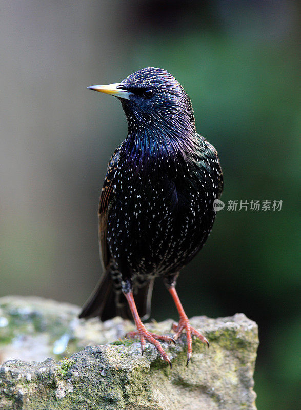 喵星人（斯图努斯粗俗）