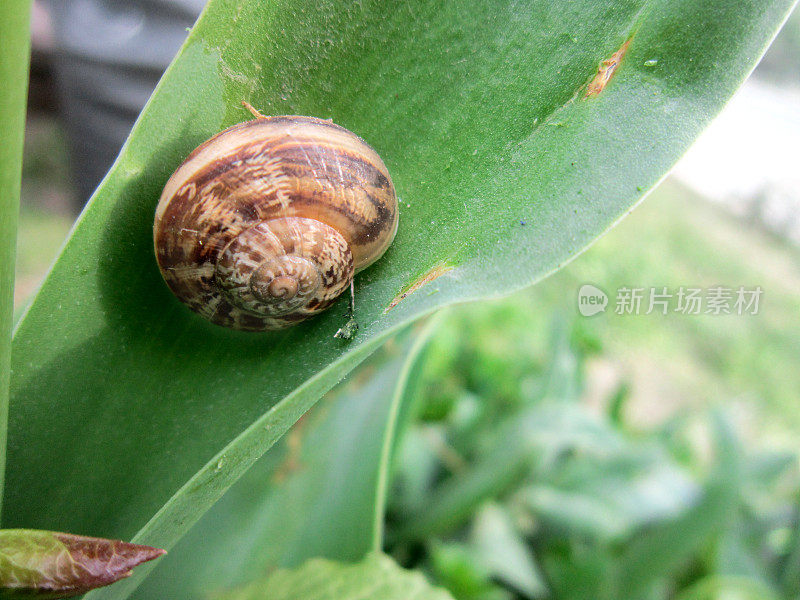 绿叶上的蜗牛壳