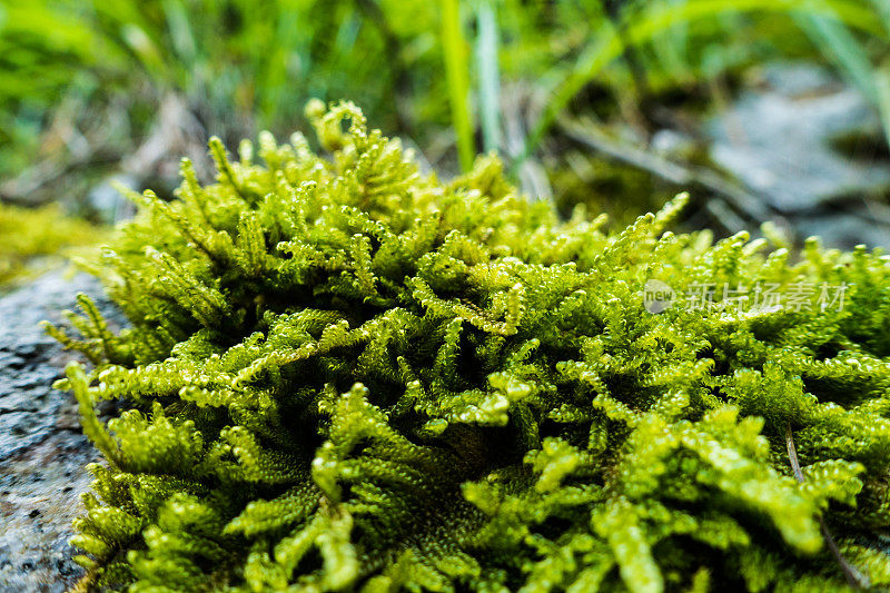 苔藓特写