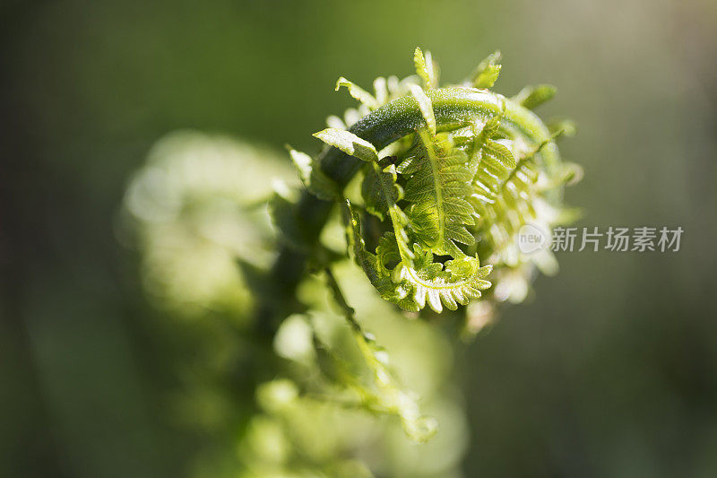 蕨类植物