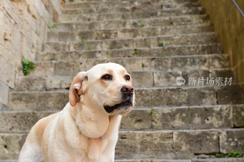 圣吉米尼亚诺的拉布拉多寻回犬