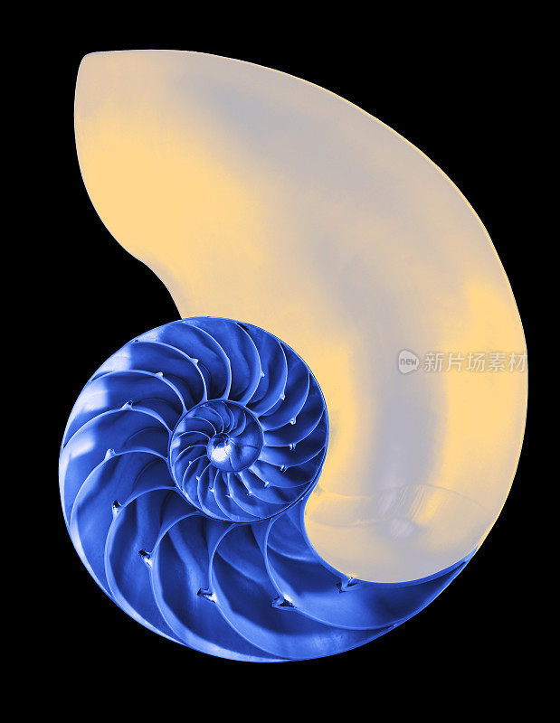 鹦鹉螺壳内部，孤立