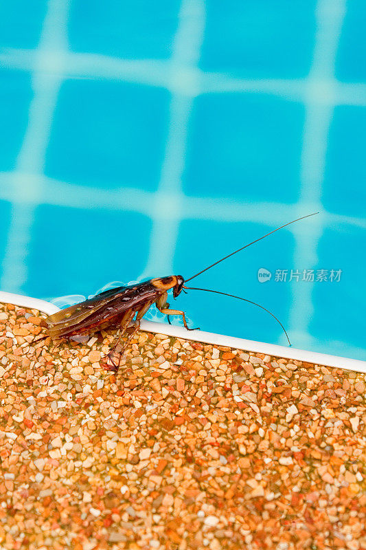 游泳池里的蟑螂
