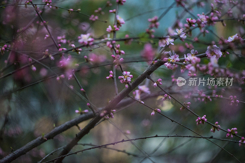 草地上的花