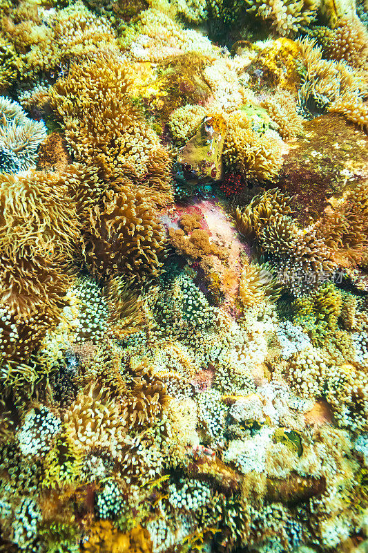 印度洋-太平洋Alors群岛的珊瑚礁