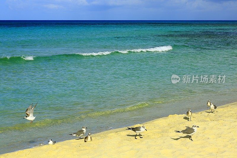 自由:海鸟，田园绿松石加勒比海滩，阿鲁巴岛，安的列斯群岛