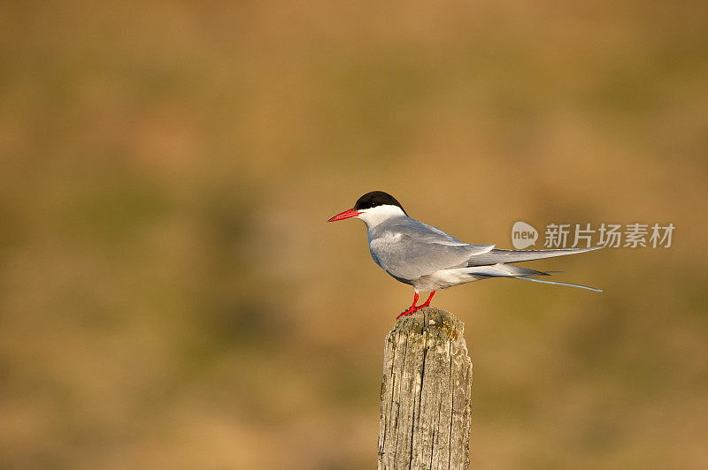 北极燕鸥