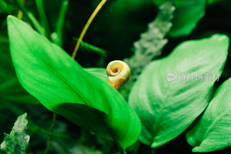 有植物和蜗牛的鱼缸