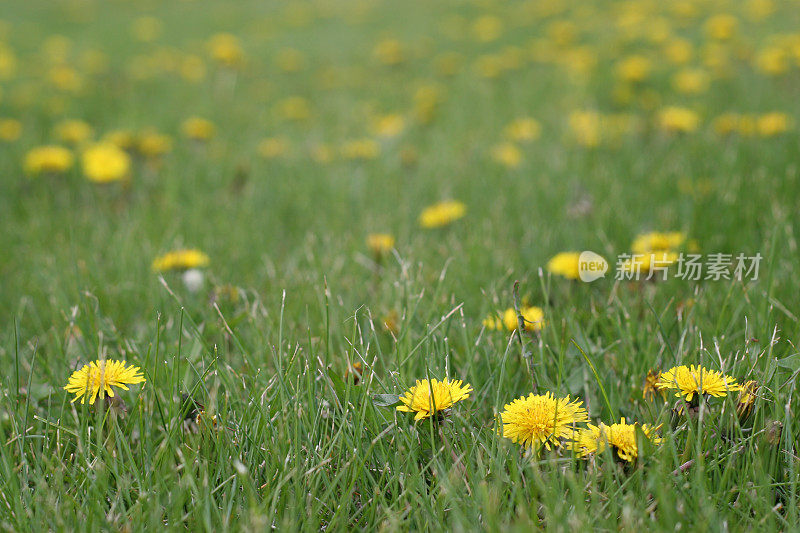 黄色的蒲公英在绿色的草地上
