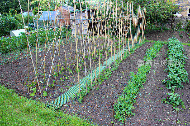 菜园中配种菜豆、豌豆、蚕豆、洋葱、土豆