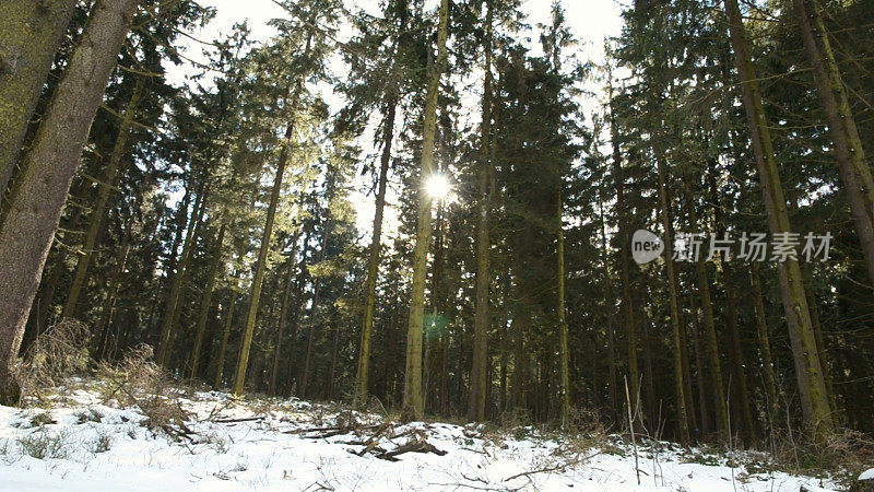 冬天的奥地利森林