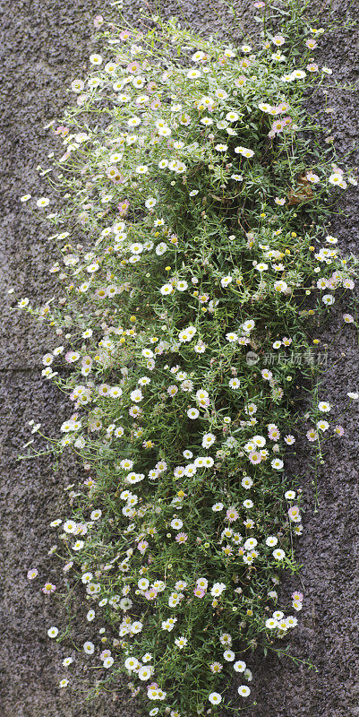 飞蓬(飞蓬属植物karvinskianus)