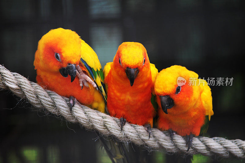 三只橙色和黄色的太阳鹦鹉