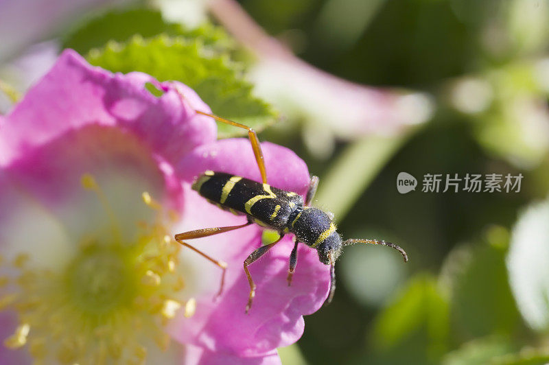 甲虫:寄生在野蔷薇上的黄蜂甲虫