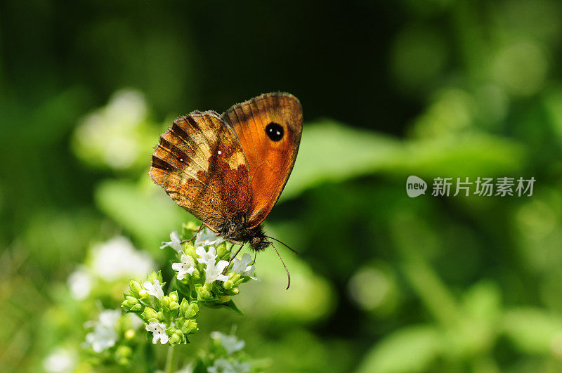 看门人蝴蝶,英国