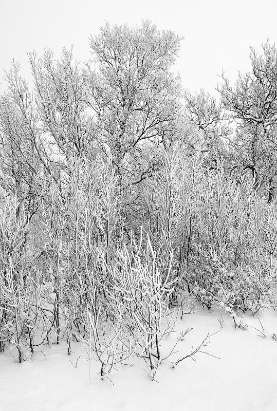 阴天里白雪覆盖的地面和结霜的白桦林