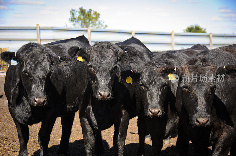 四头黑色的安格斯奶牛在农场里漫步
