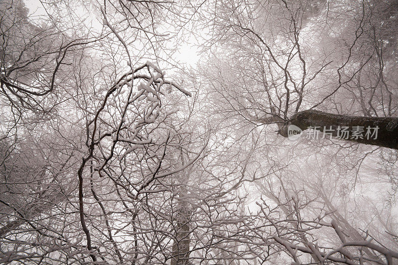 树梢在冬天与雪和雾，色调的形象，没有人
