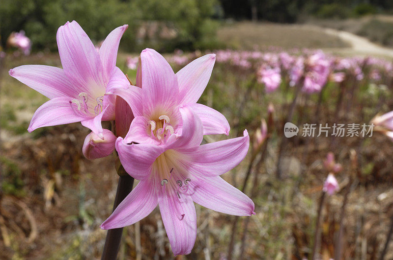 一簇孤挺花“裸女士”花