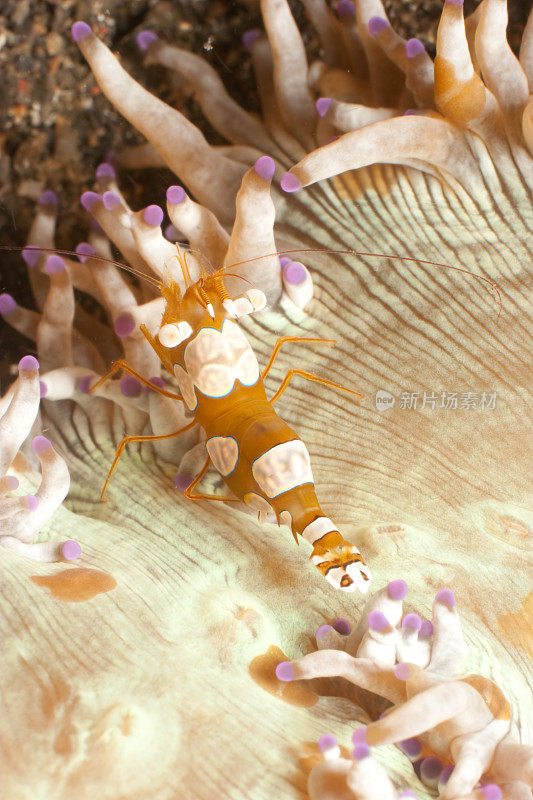 海葵虾托尔，橙色和白色的美丽