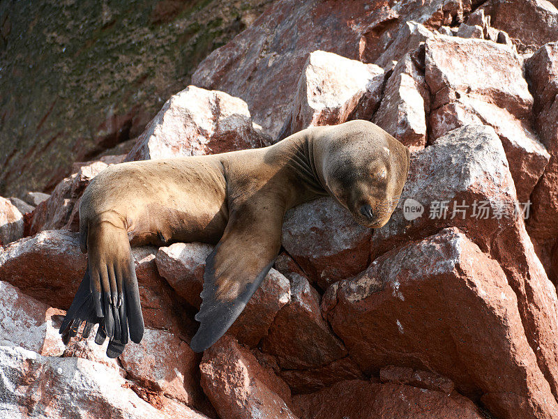 海狮在岩石上睡觉