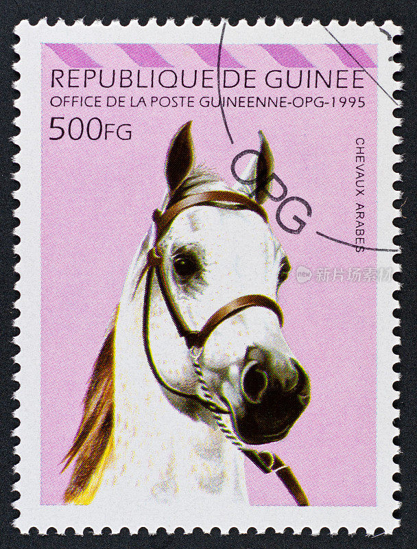 动机邮票几内亚-阿拉伯马的头
