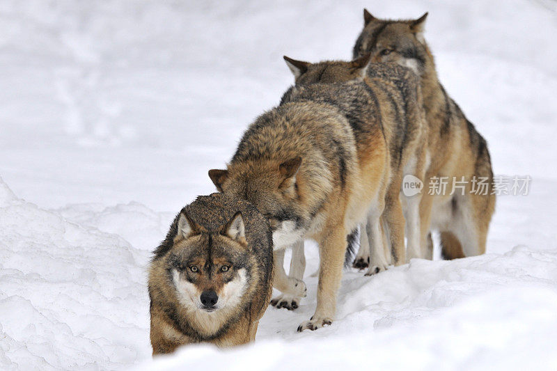 狼在冬天