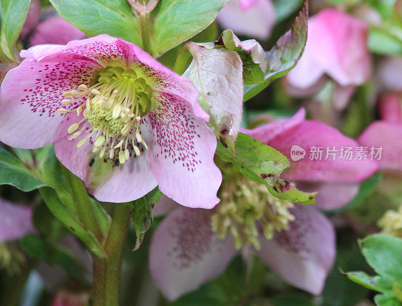 斑点粉嚏根花，开花嚏根，四旬斋花