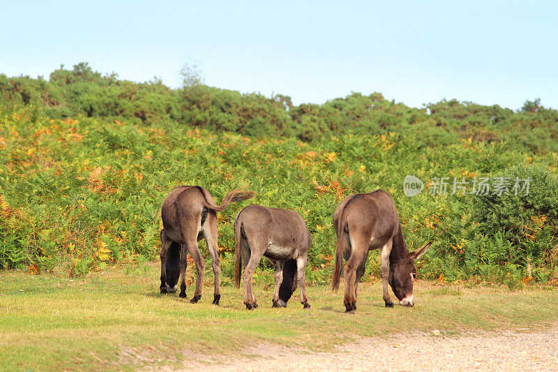 一群野驴在乡间田野，动物漫游，新森林