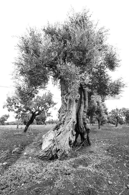 橄榄树黑白透视视图