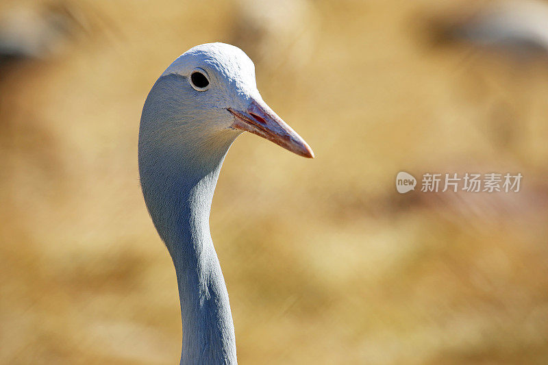 南非:蓝鹤