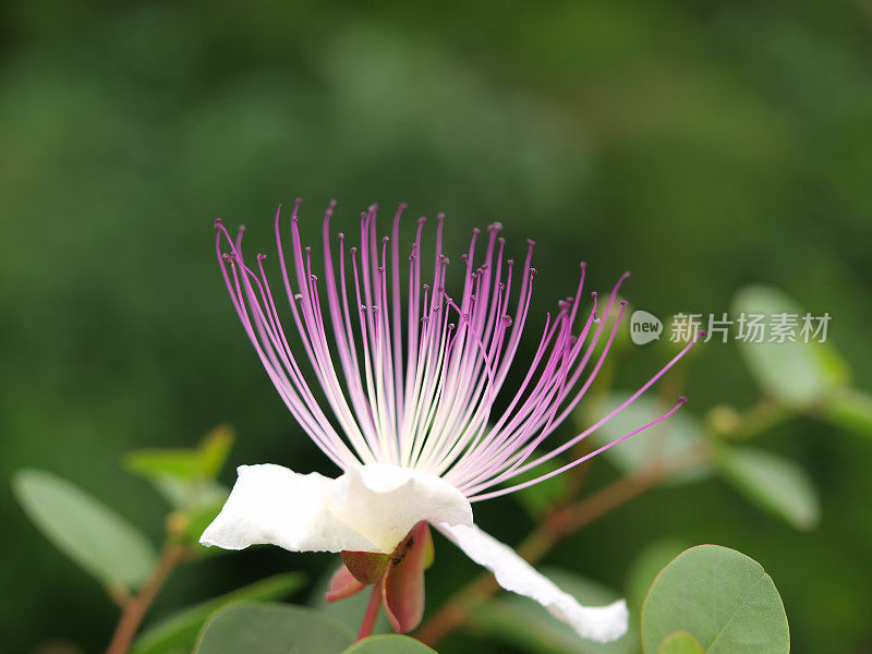 刺山柑花蕾开花