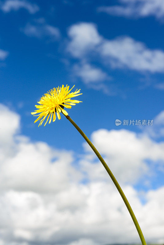 野花蒲公英盛开在春天与天空的背景微景