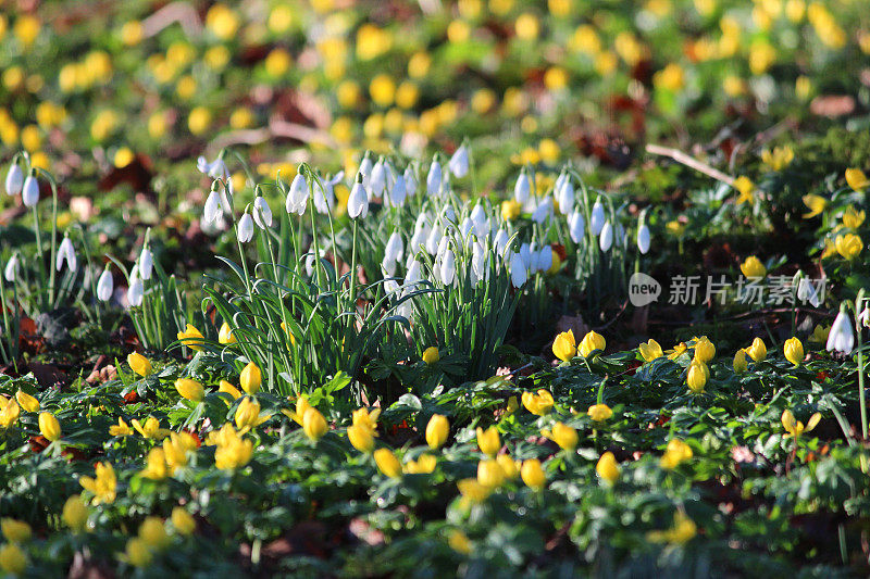 一丛雪花莲(雪花莲)被冬附子包围