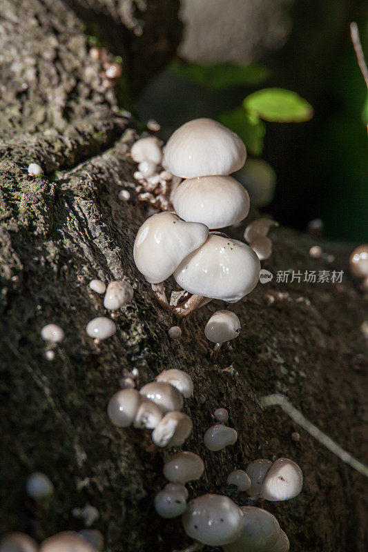 真菌生长在树皮上的真菌