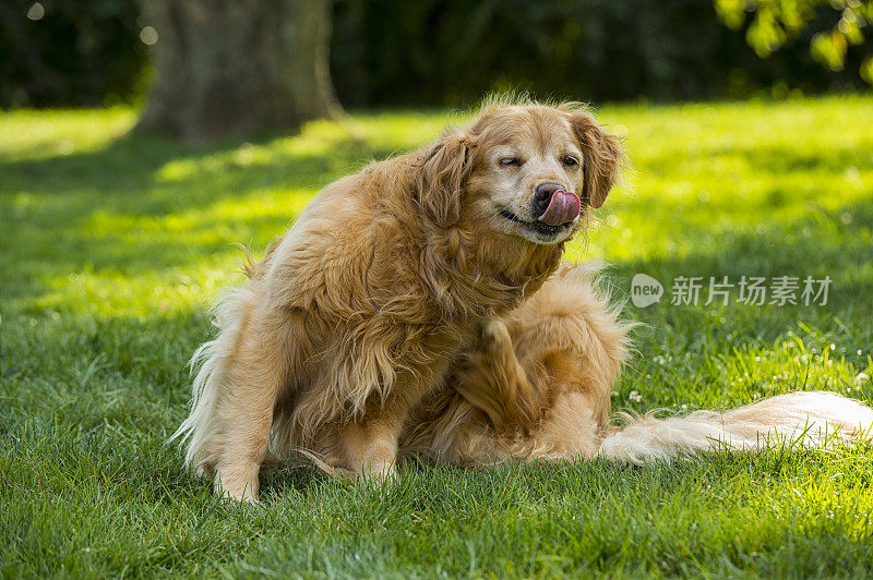 高级金毛猎犬抓挠